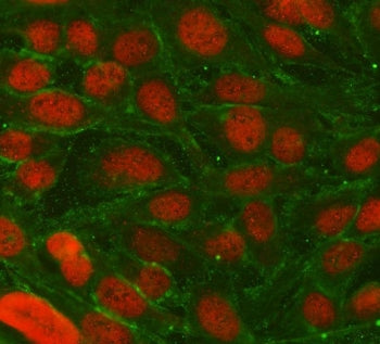 Immunofluorescent staining of FFPE human U-2 OS cells with TRIM36 antibody (red) and Alpha Tubulin m
