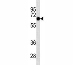 SOX9 Antibody