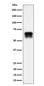 Western blot analysis of PCTAIRE1/CDK16 expression in BxPC-3 cell lysate using CDK16 antibody. CDK16