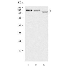Western blot testing of 1) human HeLa, 2) rat brain and 3) mouse skeletal muscle tissue lysate with 