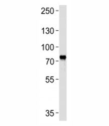 Western blot analysis of lysate from CEM cell line using MYB antibody at 1:1000. Predicted molecular