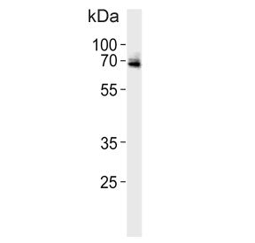 USP2 Antibody