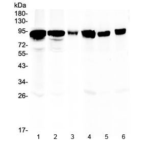 Periostin Antibody