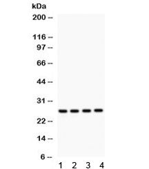 Flt3 ligand Antibody