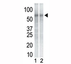 CHK1 Antibody