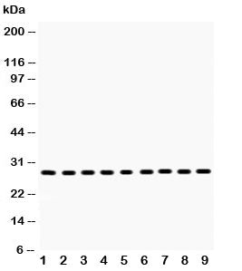 PRDX3 Antibody (Peroxiredoxin 3)