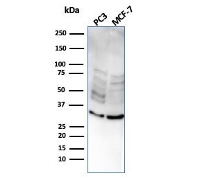NKX2.8 Antibody