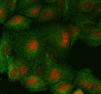 Immunofluorescent staining of FFPE human A549 cells with FAS-associated factor 1 antibody (red) and 