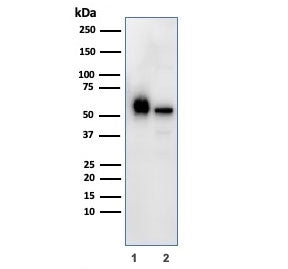 Western blot testing of human 1) K562 and 2) PC-3 cell lysate with PAI-RBP1 antibody. Predicted mole