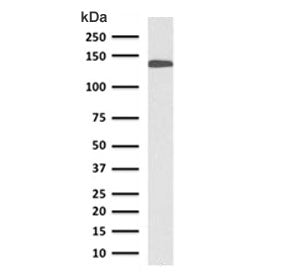 Cadherin 17 Antibody