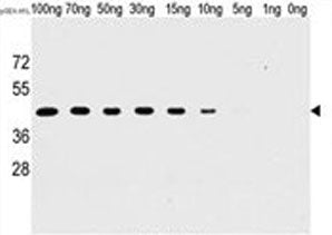 H1L Antibody