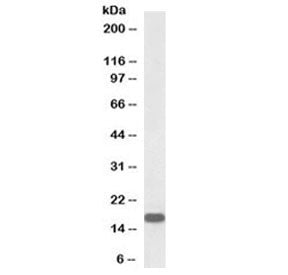 Neurogranin Antibody (Biotin Conjugate)