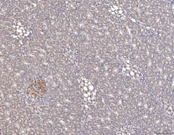 Cathepsin L Antibody / Ctsl