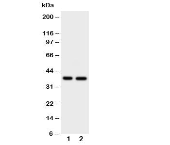 MCL-1 Antibody