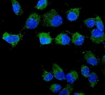Immunofluorescent staining of FFPE human SK-OC-3 cells with STXBP2 antibody (green) and DAPI nuclear