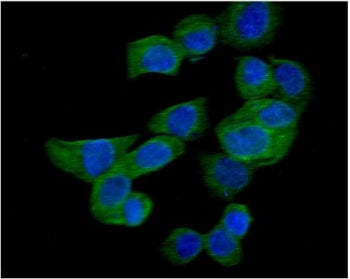 RAC1 Antibody