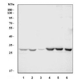 Cd70 Antibody
