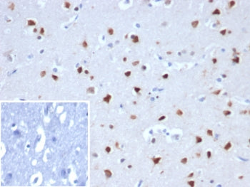 IHC staining of FFPE human cerebellum tissue with RBFOX3antibody (clone NEUN/8096R). Inset: PBS used