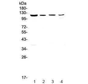 RPGR Antibody