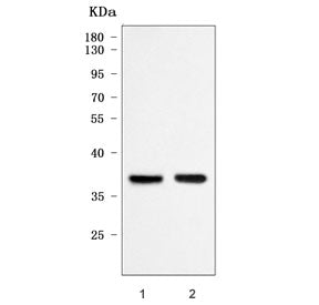 Western blot testing of 1) rat brain and 2) mouse kidney tissue lysate with mPR delta antibody. Pred
