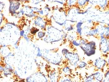 IHC staining of FFPE human placental tissue with Transglutaminase 2 antibody (clone SPM358). HIER: b