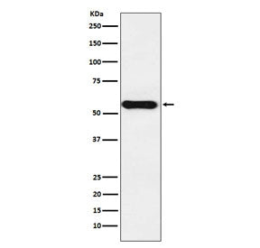 CYP1A2 Antibody