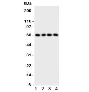 Western blot testing of human 1) SK-OV-3, 2) U-2 0S, 3) HeLa and 4) SMMC-7721 cell lysate. Expected 