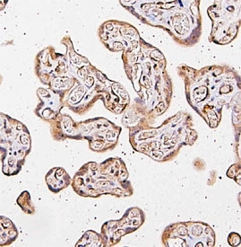 IHC staining of FFPE human placental tissue with CARS antibody. HIER: boil tissue sections in pH8 EDTA for 20 min and allow to cool before testing.