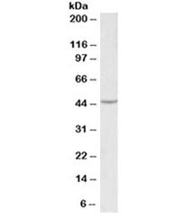 Western blot testing of HEK293 lysate with VEGFA antibody at 0.1ug/ml. Expected molecular weight 19~