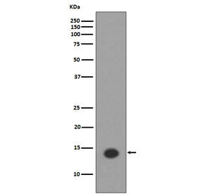 Acetyl-Histone H2A Antibody (Lys9)