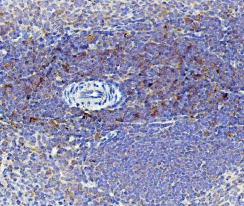 Cd59 Antibody