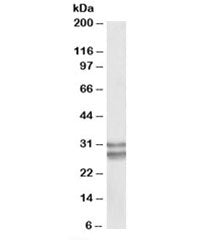 KLF13 Antibody