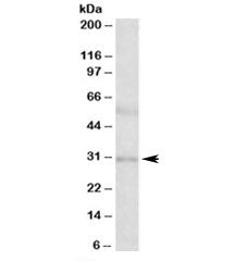 IGFBP1 Antibody