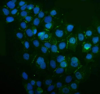 IQGAP1 Antibody