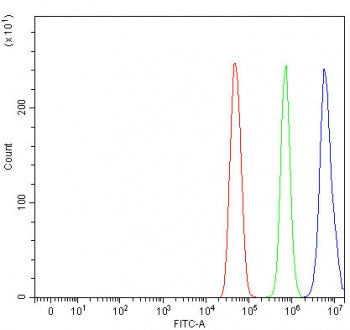 L3MBTL3 Antibody / Lethal(3)malignant brain tumor-like protein 3
