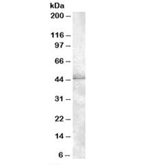 Western blot testing of HeLa lysate with MBNL1 antibody at 1ug/ml. Predicted molecular weight: ~42kD