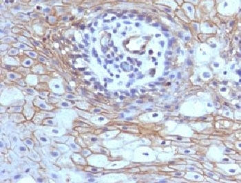 CD59 Antibody