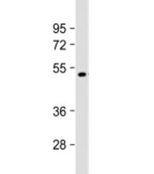 Factor VII Antibody