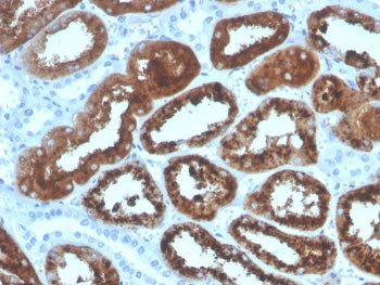 IHC staining of FFPE human kidney with RBP4 antibody. HIER: boil tissue sections in pH 9 10mM Tris w