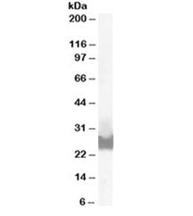 BID Antibody