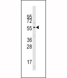 Cdc25A Antibody