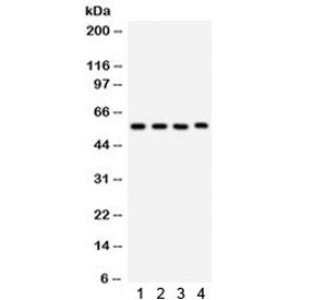 CYP1A1 Antibody