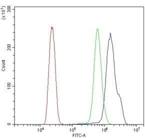 BRCA1 Antibody