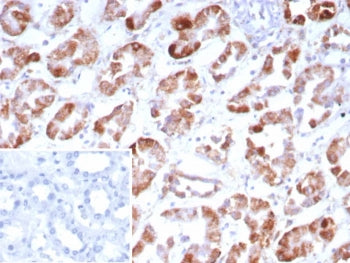FGF-23 Antibody / Fibroblast Growth Factor 23