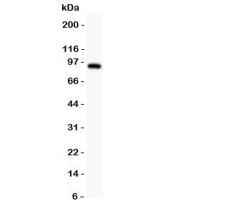 Western blot testing of DISC1 antbody and U87 lysate. Expected/observed molecular weight: ~94kDa.