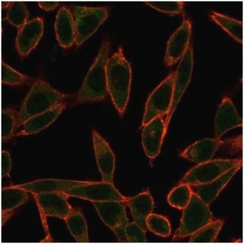 Neurogenin 3 Antibody / NGN3