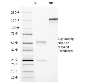 SDS-PAGE Analysis of Purified, BSA-Free CD90 Antibody (clone AF-9). Confirmation of Integrity and Pu