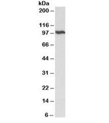 VCP Antibody