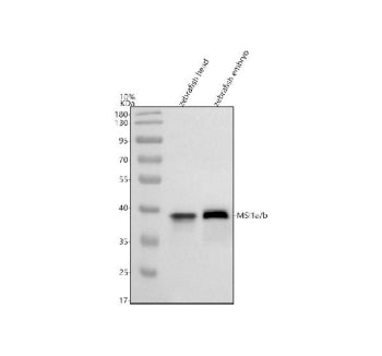 Western blot analysis of Msi1a/b protein using Zebrafish Msi1 antibody and zebrafish 1) head and 2) 