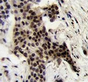 UBXN2A Antibody